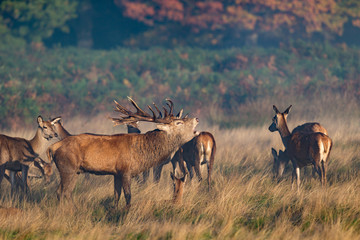 Red stag calling in the autumn