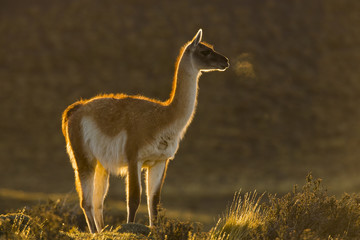 Guanako im Abendlicht