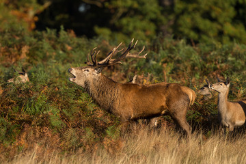 Red stag calling in the autumn