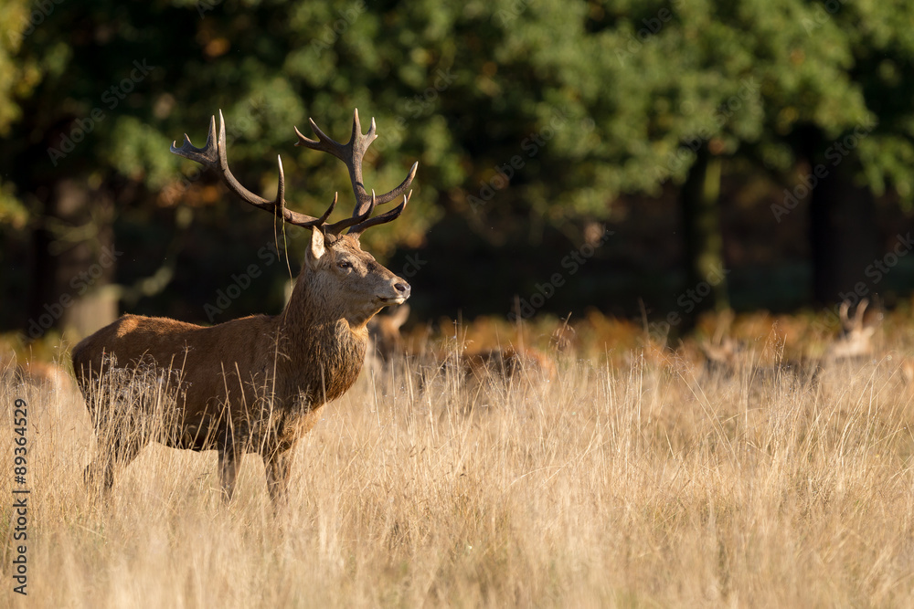 Canvas Prints red stag calling in the autumn