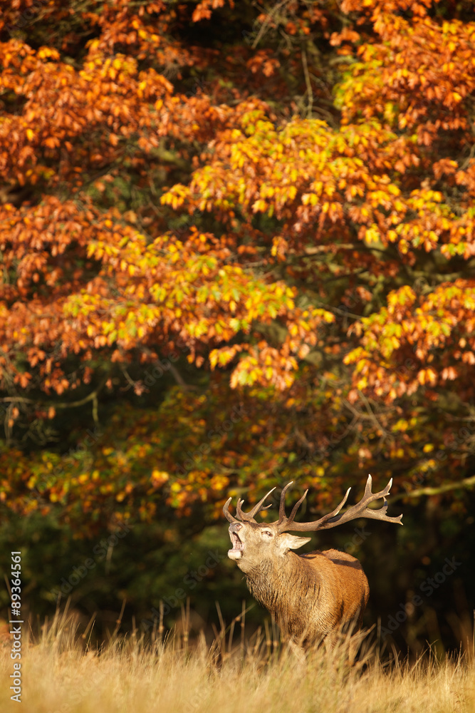 Canvas Prints red stag calling in the autumn