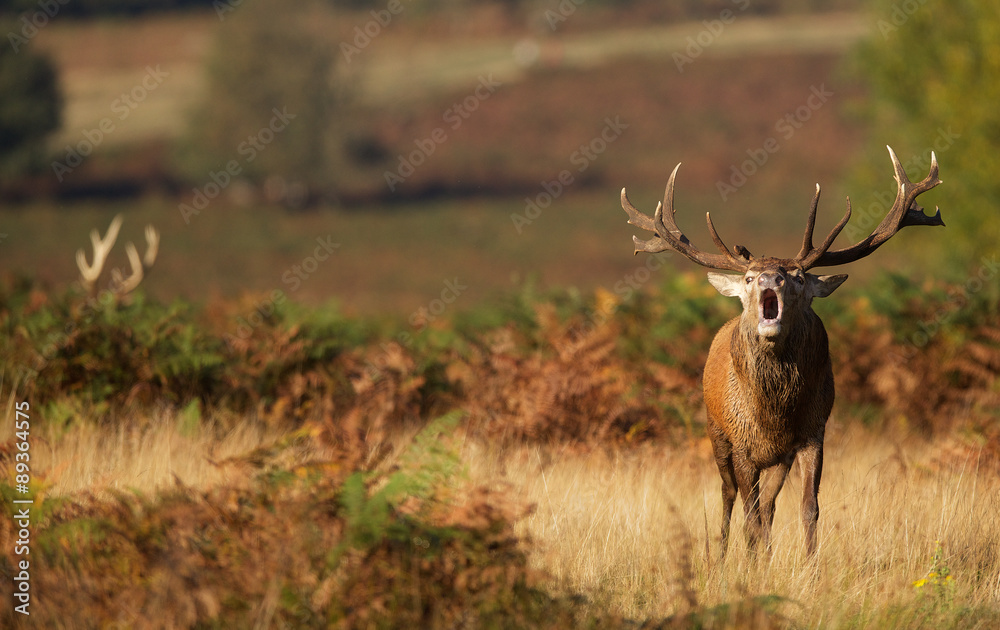 Canvas Prints red stag calling in the autumn