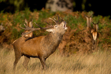 Red stag calling in the autumn