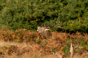 Red stag calling in the autumn