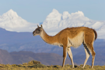 Guanako in den Bergen