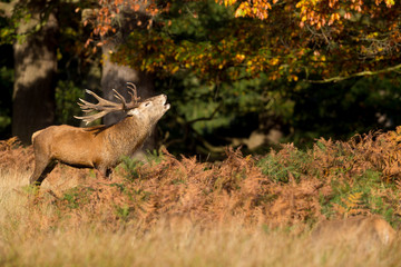 Red stag calling in the autumn