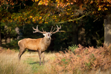 Red stag calling in the autumn