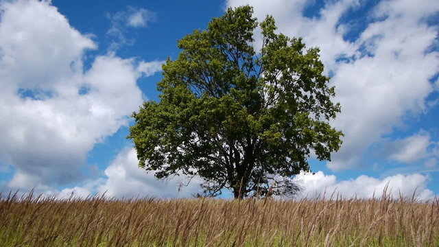 Shot of lonely maple on a meadow against sky with clouds
