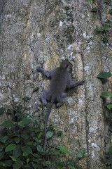 Javaneraffe klettert im Baum