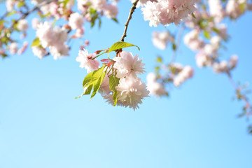 мелкопильчатая цветущая слива