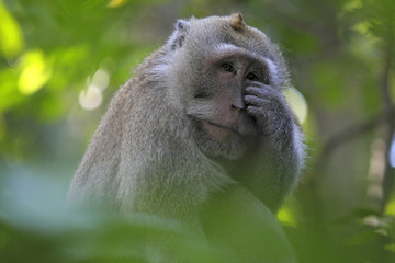 Javaneraffe sitzt im Baum