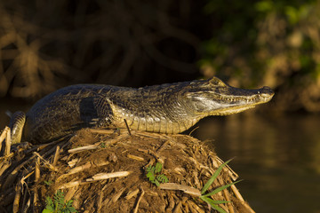Brillenkaiman ruht sich aus