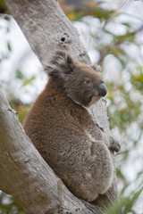 Koala sitzt im Baum