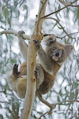 Koala klettert im Baum