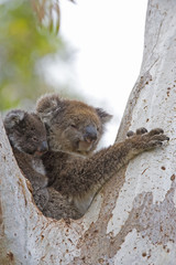 Koala mit Jungtier