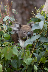 Koala ist Eukalyptusblätter