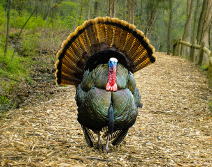 Turkey showing off it's feathers in the Spring © richardbarrow