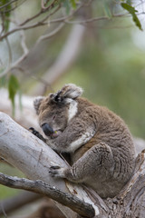 Koala schläft auf dem Baum
