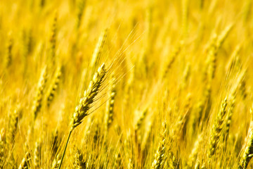 Grain head in wheat field
