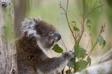 Koala ist Eukalyptusblätter