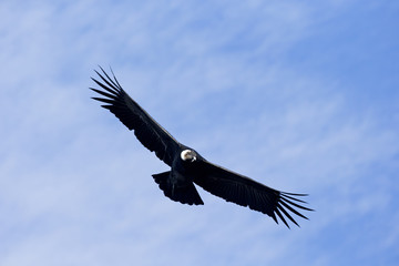Andenkondor im Flug