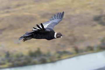 Andenkondor im Flug