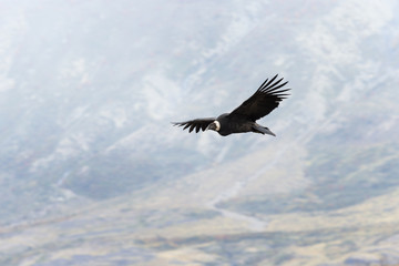 Andenkondor im Flug