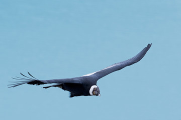 Andenkondor im Flug