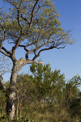 Leopard auf einem Baum