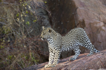 Junger Leopard hält nach der Mutter Ausschau