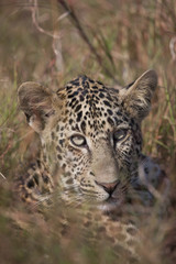 Fototapeta na wymiar Leopardin im Gras