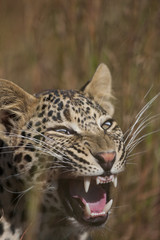Leopardin faucht