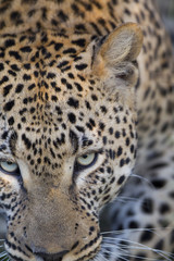 Fototapeta na wymiar Leoparden Porträt