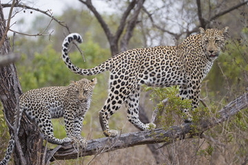 Leopardin mit Jungen