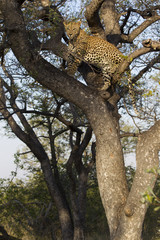 Obraz premium Leopard auf einem Baum
