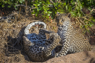 Junge Leoparden spielen