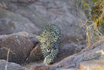 Junger leopard schleicht sich an