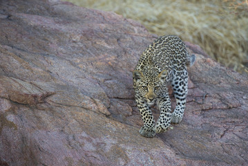 Fototapeta na wymiar Junger leopard schleicht sich an