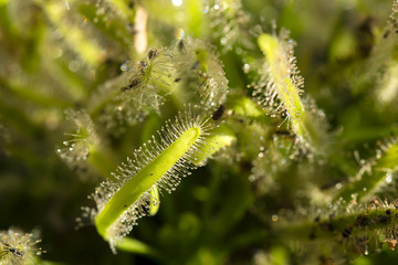 sundew with snapping insects