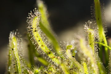 sundew with snapping insects