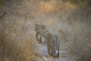 Junger Leopard mit der Mutter
