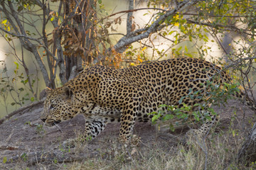Leopard auf der Jagd