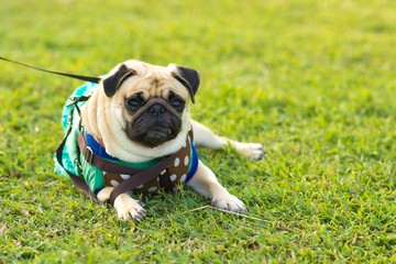 Fototapeta premium Close-up of cute dog puppy Pug on the green grass in the garden (Soft focus) 