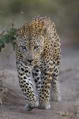 Fototapeta na wymiar Leopard auf Beutezug