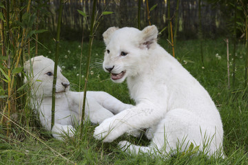 Junge weiße Löwen spielen
