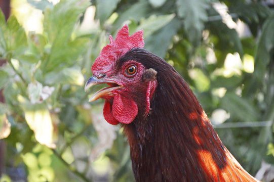 Rhode Island Red Chicken