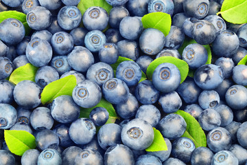 Background from ripe forest blueberries with green leaves. © leventina