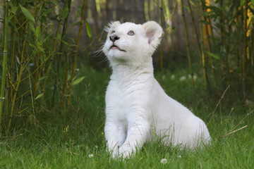 Junger weißer Löwe beobachtet Vogel © aussieanouk