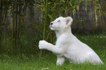 Obraz premium Junger weißer Löwe spielt