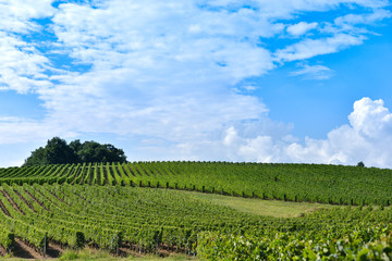 Fototapeta na wymiar Vineyard Sunrise - Landscape-Bordeaux Vineyard